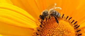 Фото пчелы