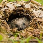 How does a hedgehog prepare for winter?